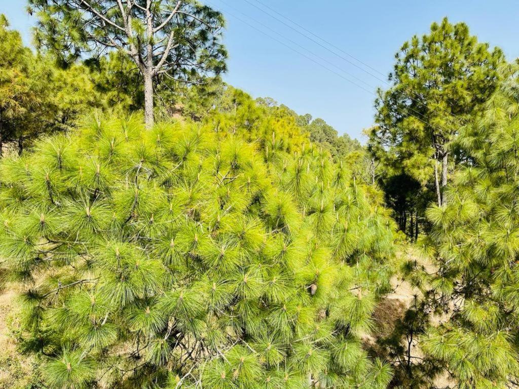 Bed and Breakfast Hillcrest Heights Kasauli Exteriér fotografie